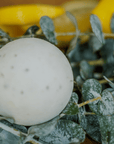 EUCALYPTUS LEMON GLOW | Exfoliating, Muscle Relief | Natural Bath Bomb